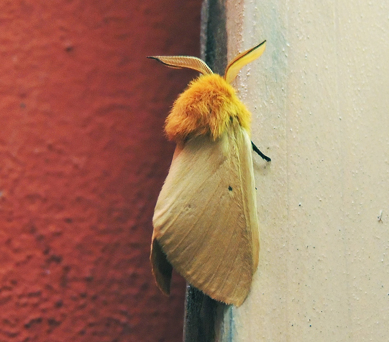 Lemonia taraxaci Brahmaeidae